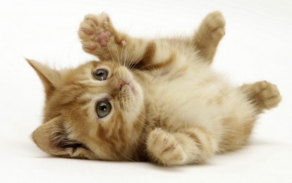 7 Cat Manners