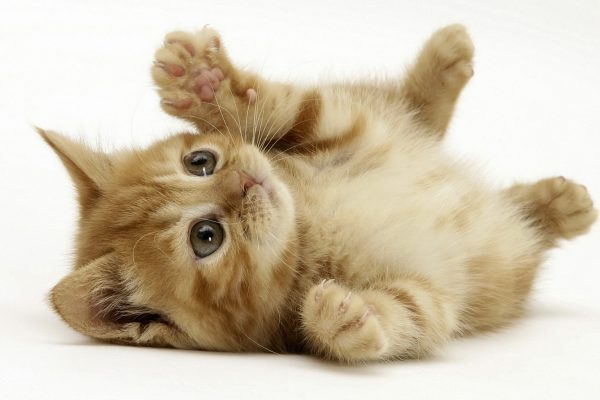 7 Cat Manners